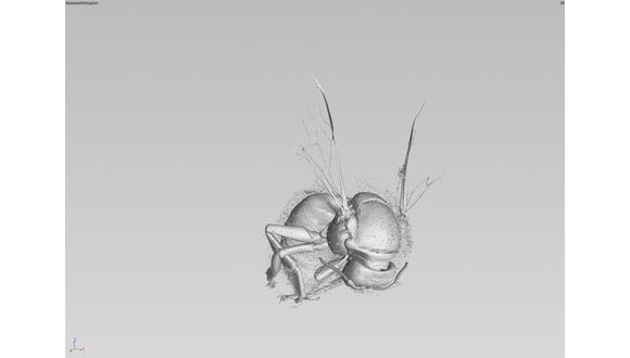图3。蜜蜂3D渲染显示头发灰尘外壳可见